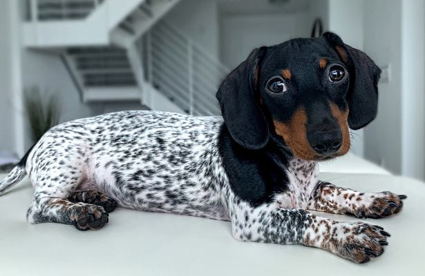 Dachshund puppy is born with unique black and white spotted body like a cow  - Mirror Online
